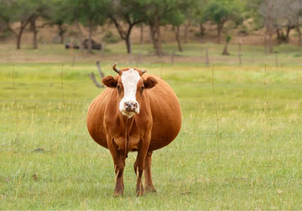 Aplicativo para descobrir a hora do parto das vacas